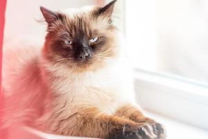 photo d'un chat. portrait d'un chat domestique à la maison. le chat de la mascarade de nevsky se trouve sur le rebord de la fenêtre.