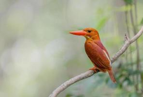 bel oiseau piscivore rouge dans la nature martin-pêcheur roux photo
