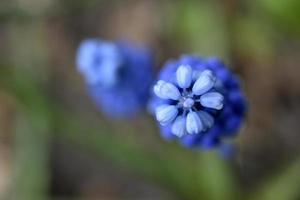 fleurs bleues oignon vipère ou jacinthe de souris ou muscari muscari est un genre de plantes bulbeuses de la famille des asperges asparagacées photo