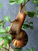 escargots marchant le long des branches d'arbres photo