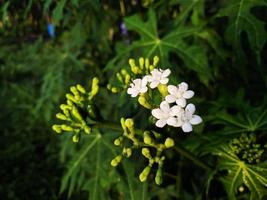 photo macro de fleurs de papaye japonaise blanche dans le jardin