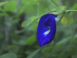 la fleur bleue du clitoris fleurit au milieu du jardin photo