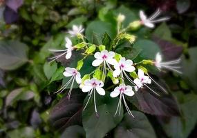 clerodendrum infortunatum, connu sous le nom de bhat ou hill glory bower photo