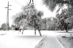 arbres et piliers couverts de neige photo