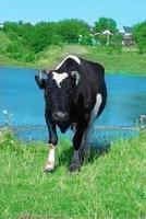 vache noire avec des taches blanches photo