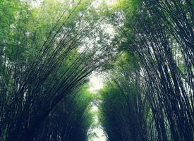 tunnel en bambou. adapté aux images d'arrière-plan. photo
