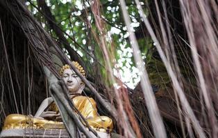 statue de bouddha cachée dans l'arbre. photo