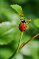 coccinelle à la recherche de mouches vertes photo