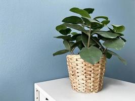 fleur dans un pot sur fond bleu. décor végétal pour l'intérieur. marmite en osier photo