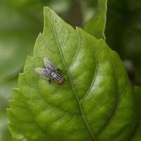 mouche domestique, sur, feuille verte photo