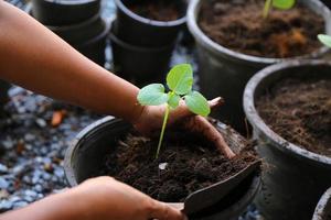 planter un potager. travailler dans le potager biologique. prendre soin des jeunes plants.