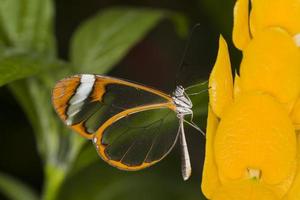 papillon aile de verre photo