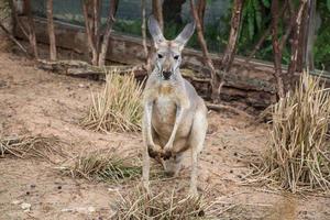 portrait en gros plan de kangourou rouge australien. photo