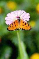 papillon reposant sur une fleur