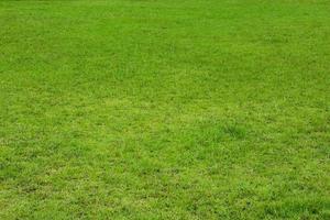 texture de fond herbe verte photo