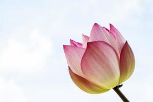 la fleur de lotus est un symbole important dans la culture asiatique. photo