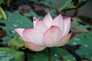 fleur de fleur de lotus photo