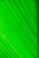 gros plan, de, feuille verte, texture photo