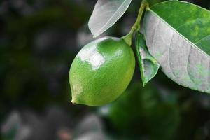 citrons sur l'arbre. photo