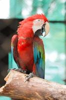 perroquet coloré photo