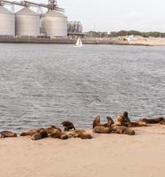 lions de mer se reposant dans le sable de la baie photo