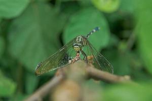 photo d'une libellule perchée sur un tronc d'arbre avec un arrière-plan flou se concentrant sur ses yeux, macrophotographie