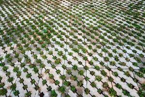 la structure du bloc de pavage avec de l'herbe verte pour fond abstrait. photos gratuites