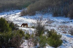 cheval broutant au milieu des montagnes enneigées photo