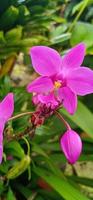 fond de fleurs et de paysages photo