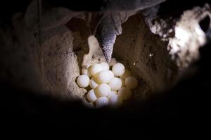tortue pondant des œufs. photo