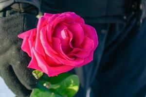 un homme tient une rose rose tendre dans ses mains comme cadeau pour son anniversaire ou la saint valentin photo