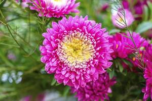 fleur de printemps d'aster brillant sur fond vert photo