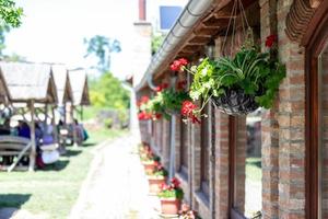 fleurs rouges en pot suspendu photo