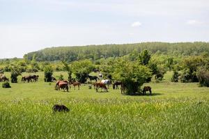 troupeau de chevaux sur le terrain photo