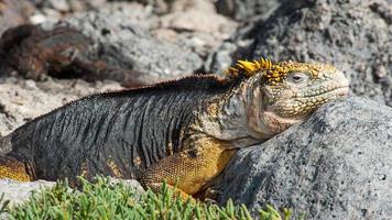 galapagos iguana photo