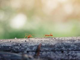 communication des fourmis.une fourmi parle. photo