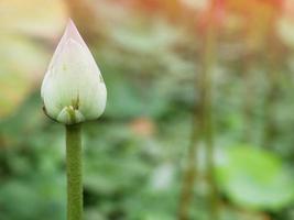 le lotus blanc fleurissait et la lumière du soleil brillait vivement. photo