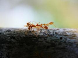 communication des fourmis.une fourmi parle. photo