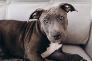 chien chiot amstaff allongé sur un canapé gris à la maison. photo