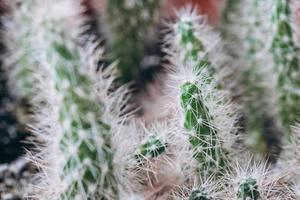 cactus nain avec des épines en gros plan photo