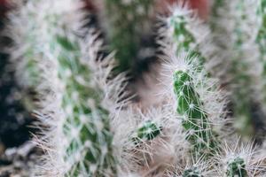 cactus nain avec des épines en gros plan photo