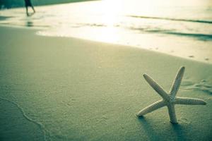 étoile de mer sur le sable blanc de la mer. photo