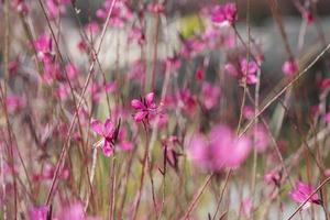 les belles fleurs et la nature photo