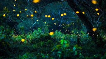 luciole volant dans la forêt. lucioles dans la brousse la nuit à prachinburi, thaïlande. lumière bokeh de luciole volant dans la nuit de la forêt. les photos à longue exposition la nuit ont du bruit, une mise au point sélective.