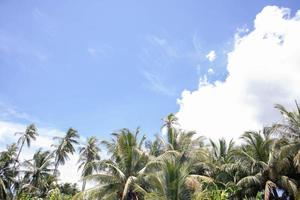 un cocotier vert vif avec un ciel bleu photo