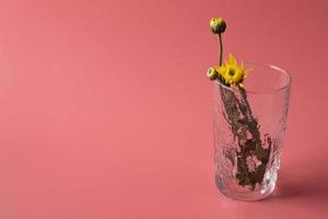 fleurs dans un vase en verre sur fond rose photo