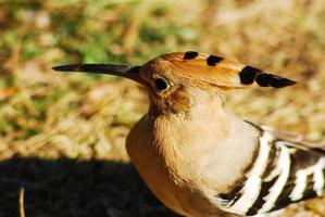 Huppe fasciée dans le parc naturel photo