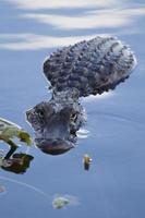 alligator dans l'eau