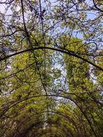 jardin botanique, jardin arboré et végétal. photo