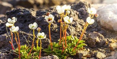 les plantes de montagne saxifraga merkii poussent sur les anciennes laves basaltiques photo